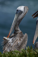Pelican Preens on the California Coast
