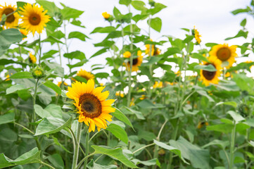Sunflowers field. Summer nature background