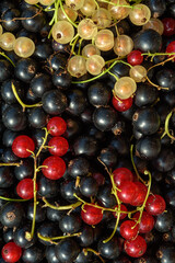 Background of black, red and yellow currants collected in your garden. An ecological product.
