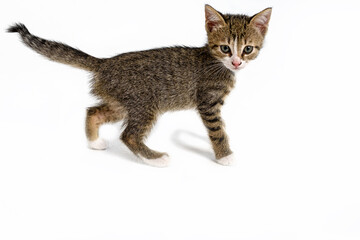 Small 1.5-month-old striped kitten in the studio on a white background.
