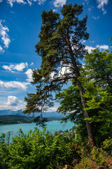 lake in the forest