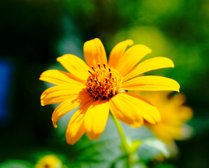 yellow flower in the garden