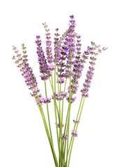 Lavender flowers, isolated on white background. Bunch of Lavandula or lavender flowers. Medicinal herbs.