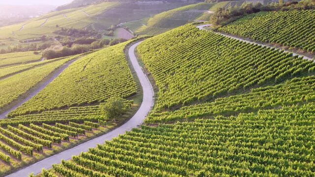 Drohnenaufnahme, Weinberg in Th&uuml;ngersheim