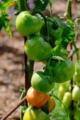 tomatoes on the vine