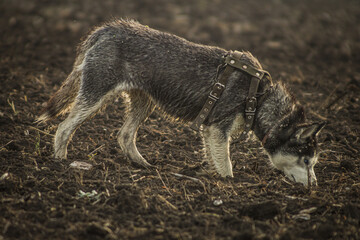 Fototapeta premium a Siberian husky dog named Maggy is looking for mice