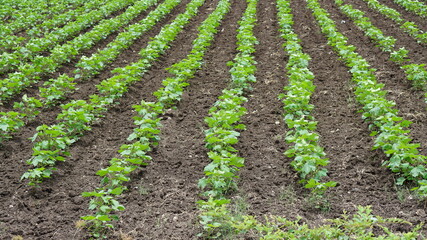 Fototapeta na wymiar rows of lettuce in field