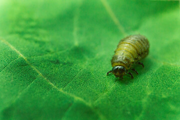 Escarabajo larva. Macro. Insecto. 