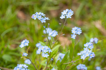 Forget me not flowers on meadow in summer time