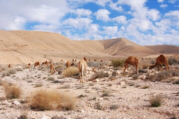 Camels in the Negev desert in Israel, Machtesh Ramon, Mitzpe Ramon - obrazy, fototapety, plakaty