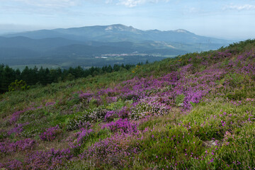 Heather field in bloom, Urkiola natural park in Basque Country, Spain