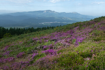 Obraz premium Heather field in bloom, Urkiola natural park in Basque Country, Spain