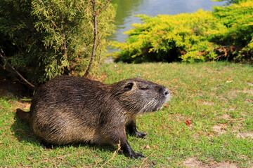 Nutria with long black fur, swamp beaver eating carrots. The water rat sits in the park, zoo, forest in the summer.