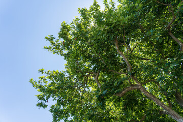 Summer sunbeam through green foliage with blue sky.