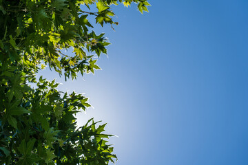 Summer sunbeam through green foliage with blue sky.