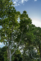 Forest, the crown of tree, trunks of trees heavenward into the sky
