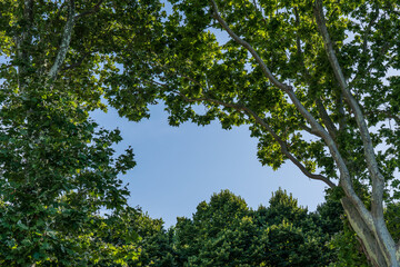 Summer sunbeam through green foliage with blue sky.