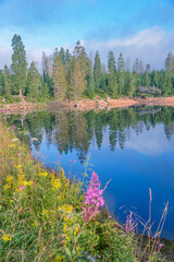 Blue dam and purple flower, with the lake in germany with beautiful water reflections and forest landscape and blue sky - oderteich, harz