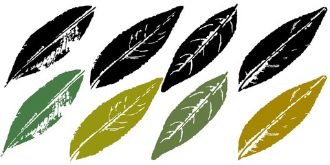 Vector detailed texture of the forest leaves of the willow tree. A set with handmade ink stamp leaves. Black-and-white and colored spots on the leaves.