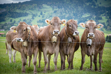 Rindviehhaltung im Allgäu - Braunvieh-Rinder mit Kuhglocke stehen hinter einem Elektrodraht.