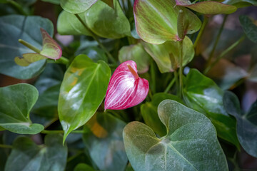 Beautiful flowering of an evergreen plant Anthurium of the Araceae family