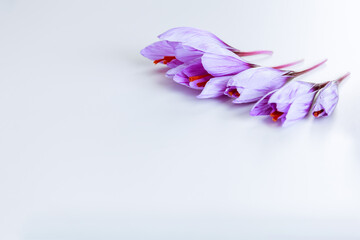 Several torn crocus flowers are laid out in the corner of the picture on a white background. Place...