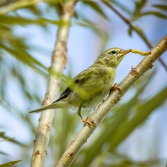 Obraz premium Yellow bird Willow warbler with an insect in its beak sits on a tree branch, close-up. Bird watching, wild life