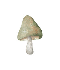 Mushrooms illustration in watercolor. Hand-drawn.
