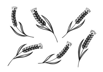 Obraz premium Ears of wheat, barley or rye icon. Bread, bakery symbol. Vector illustration