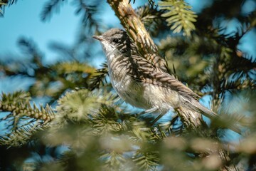 Beautiful portrait of a gray bird among the spruce branches, close-up. Sylvia curruca. Bird watching, wild life