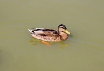 duck on the lake