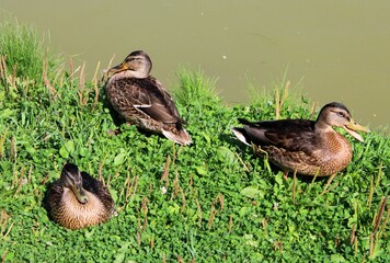 duck family