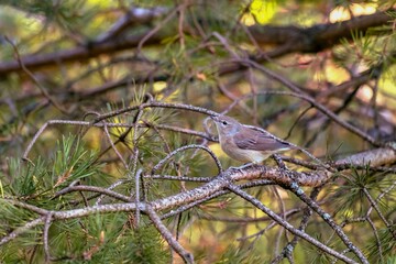 Sylvia borin bird portrait on a pine tree branch in the forest, close-up. Bird watching, wild life