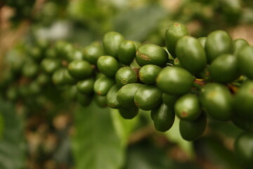 Colombian coffee plantation in the Andean valleys. Quimbaya, Quindio, Colombia. Triangle coffee - 450564548
