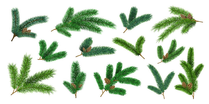 Realistic christmas tree branches and fir twigs with pinecone. Evergreen xmas pine decoration garlands. 3d forest pines needles vector set