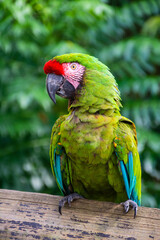 Military Macaw on tree branch in the forest