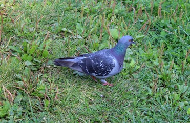 pigeon in the park