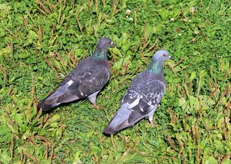 pigeons on the grass