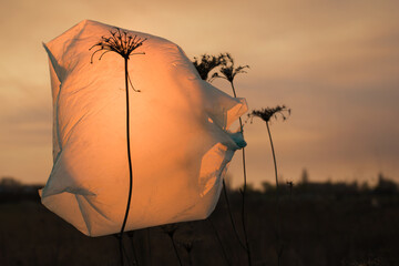 The plastic bag flutters on a dried plant at sunset.