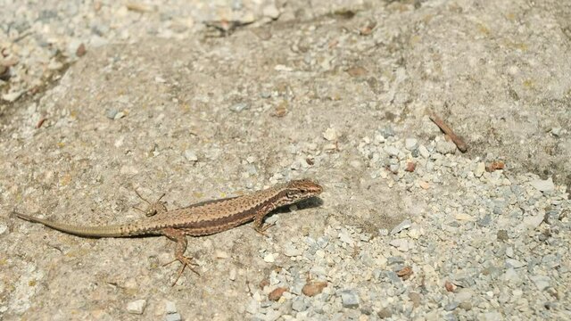 Common wall lizard crawling on stones in the morning (Podarcis Muralis)	