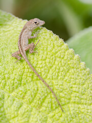 A juvenile anole sitting on a leaf.