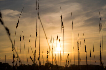 Sunset in the fields in late summer