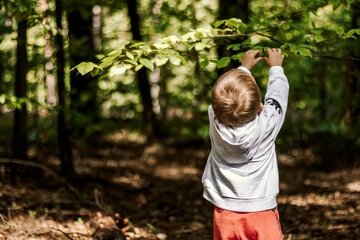 Mały chłopczyk sięgający po liście w lesie.
