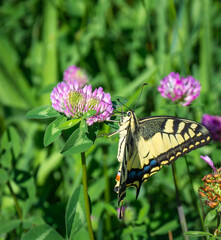 Closeup of Swallowtail butterfly  (Papilio machaon) on a flowering clover 
