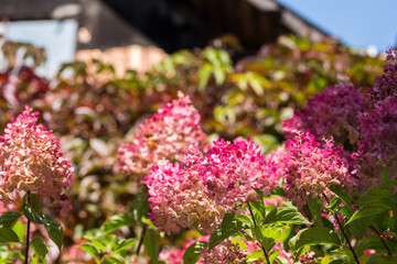 Pink hydrangea flowering bushes  in the garden in daylight, hydrangea plants with  blossoms  in autumn time in the garden, close up nature details 