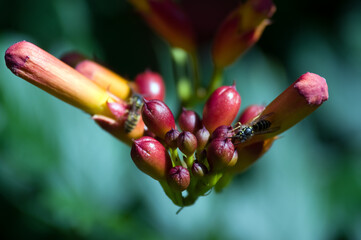 Pszczoła zapylająca kwiaty czerwonego milinu - obrazy, fototapety, plakaty