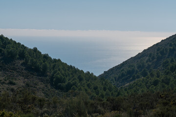 Fototapeta premium mountains covered with pine trees and bushes