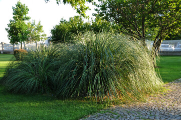 Landscaping. Beautiful grass in a clearing in a city park. Summer sunny day.