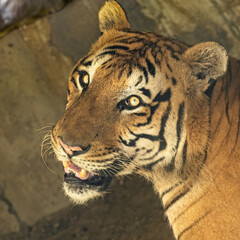 Bengal Tiger in his den