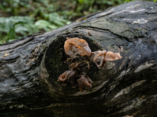 fungus on tree